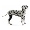 Kruuse Rehab Kniebeschermer -Katten Honden Benodigdheden Winkel 846cb22856ad6b41645dfd6216ade8c30dfc5fd7a7b59e7e14c8b12a09f85271 5