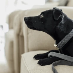 Kentucky Dogwear Hondenhalsband Wool -Katten Honden Benodigdheden Winkel AajpOmKS3gu5UO1Vb74wjZdvxkyh11 metaS2VudHVja3ktRG9nd2Vhci1Ib25kZW5oYWxzYmFuZC1Xb29sLWdyaWpzLWRldGFpbC5wbmc