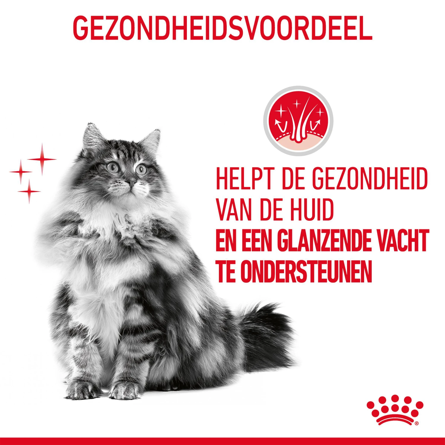 Royal Canin Hair & Skin In Gravy - Kattenvoer 10 Royal Canin Hair & Skin In Gravy - Kattenvoer - Afbeelding 8