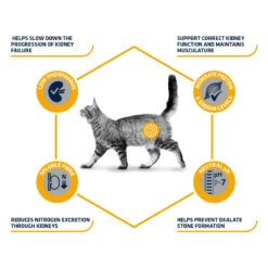 Affinity Advance Veterinary Diets Renal Kat -Katten Honden Benodigdheden Winkel affinity advance veterinary diets renal kat 176884 1500 none