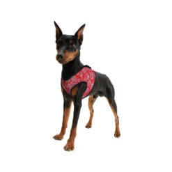 Aqua Coolkeeper Comfy Harness -Katten Honden Benodigdheden Winkel b67d9ddf6b2a85a26afe0846f58865c6723074181ee858f1597e8c7207116131 2