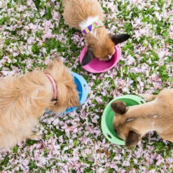 Beco Travel Bowl -Katten Honden Benodigdheden Winkel beco travel bowl 136390 2000 none