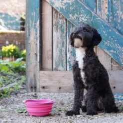 Beco Travel Bowl -Katten Honden Benodigdheden Winkel beco travel bowl 136393 2000 none