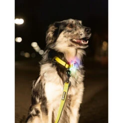 Beeztees Safety Gear Parinca Premium Hondenriem -Katten Honden Benodigdheden Winkel beeztees safety gear parinca premium hondenriem 215039 2000 none