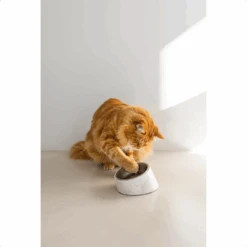 Designed By Lotte Kattenvoerbak Vita 21 Designed By Lotte Kattenvoerbak Vita -Katten Honden Benodigdheden Winkel designed by lotte kattenvoerbak vita 221521 1500 none