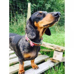 DWAM Halsband Boho Rosa -Katten Honden Benodigdheden Winkel dwam halsband boho rosa 132071 1000 none