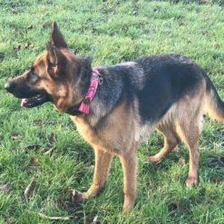 DWAM Halsband Boho Rosa -Katten Honden Benodigdheden Winkel dwam halsband boho rosa 133652 2000 none