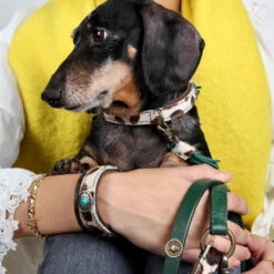 DWAM Halsband Ivy -Katten Honden Benodigdheden Winkel dwam halsband ivy 180688 1000 none