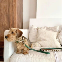 DWAM Hondenriem Ivy -Katten Honden Benodigdheden Winkel dwam hondenriem ivy 180700 1000 none