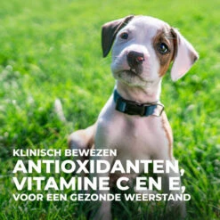 Hill's Science Plan - Large Puppy -Katten Honden Benodigdheden Winkel hills science plan puppy large chicken 218506 0500 none
