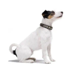 Hunter Halsband Arizona -Katten Honden Benodigdheden Winkel hunter halsband arizona 116187 0500 none