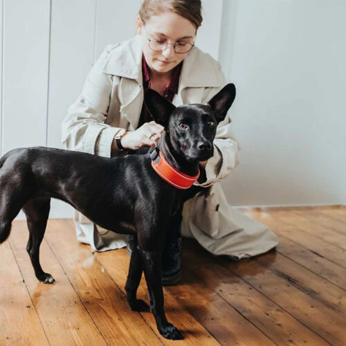 Hunter Halsband Divo 14 Hunter Halsband Divo - Afbeelding 12