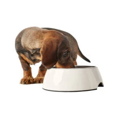 Hunter Melamine Voer- En Drinkbak - Wit -Katten Honden Benodigdheden Winkel hunter melamine voer en drinkbak wit 169567 0500 none