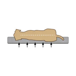 Beeztees Memory Foam Hondenmand Fy -Katten Honden Benodigdheden Winkel hvCepdrMJ9PHBiBpkQjR5RIwir05OL metaQmVlenRlZXMtTWVtb3J5LUZvYW0tVW1hLUhvbmRlbm1hbmQtb3J0aG9wZWRpc2NoLTIuanBn