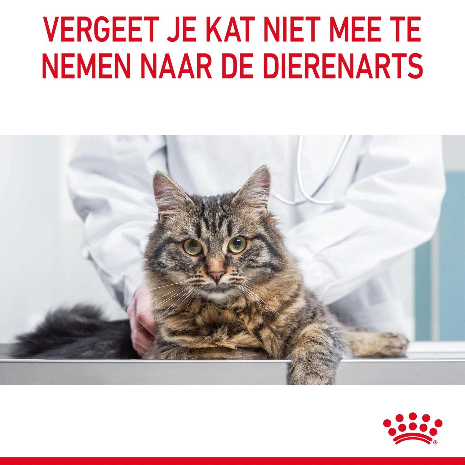 Royal Canin Hair & Skin In Gravy - Kattenvoer 13 Royal Canin Hair & Skin In Gravy - Kattenvoer - Afbeelding 11
