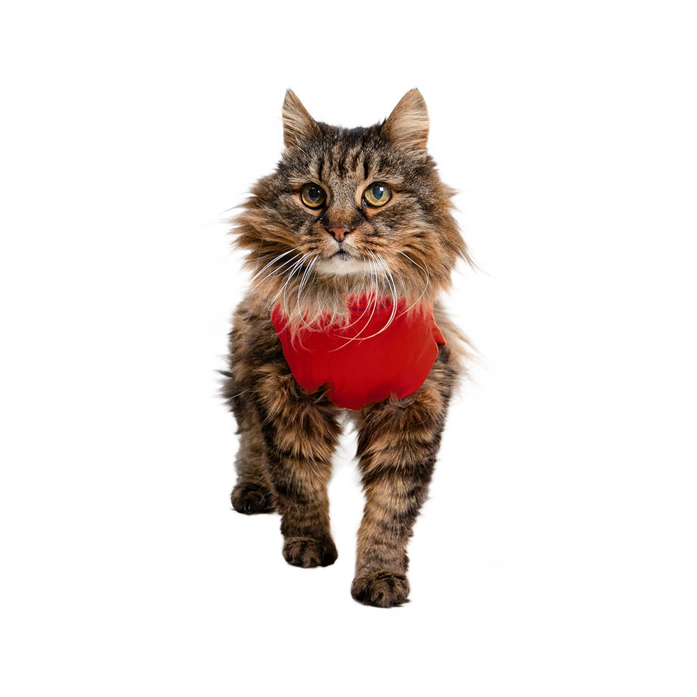 Medical Pet Shirt Kat 10 Medical Pet Shirt Kat - Afbeelding 8