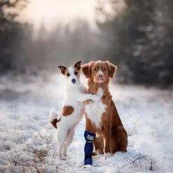 Medical Pet Shirt Boot 33 Medical Pet Shirt Boot -Katten Honden Benodigdheden Winkel medical pets boot 167509 0500 none