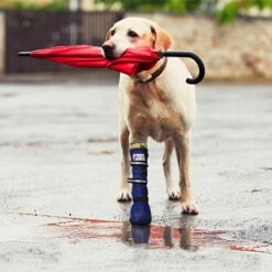 Medical Pet Shirt Boot 34 Medical Pet Shirt Boot -Katten Honden Benodigdheden Winkel medical pets boot 167512 0500 none