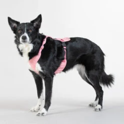 PAIKKA Visibility Harness -Katten Honden Benodigdheden Winkel paikka visibility harness 217807 2000 none