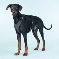 PAIKKA Visibility Harness -Katten Honden Benodigdheden Winkel paikka visibility harness 217808 2000 none