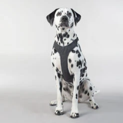 PAIKKA Visibility Harness -Katten Honden Benodigdheden Winkel paikka visibility harness 217809 2000 none