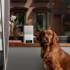 Petcube Bites 2 Lite -Katten Honden Benodigdheden Winkel petcube bites 2 lite 221205 0500 none