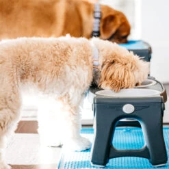 Popware Adjustable Height Pet Feeder -Katten Honden Benodigdheden Winkel popware adjustable height pet feeder 164587 2000 none