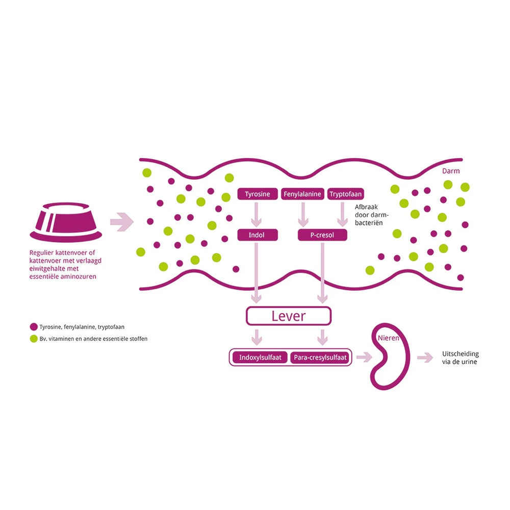 Porus One 10 Porus One - Afbeelding 8