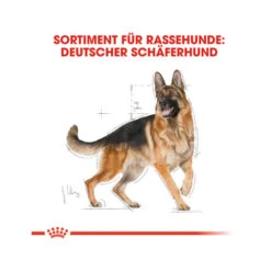 Royal Canin German Shepherd Adult - Hondenvoer 31 Royal Canin German Shepherd Adult - Hondenvoer -Katten Honden Benodigdheden Winkel royal canin german shepherd adult hundefutter 3