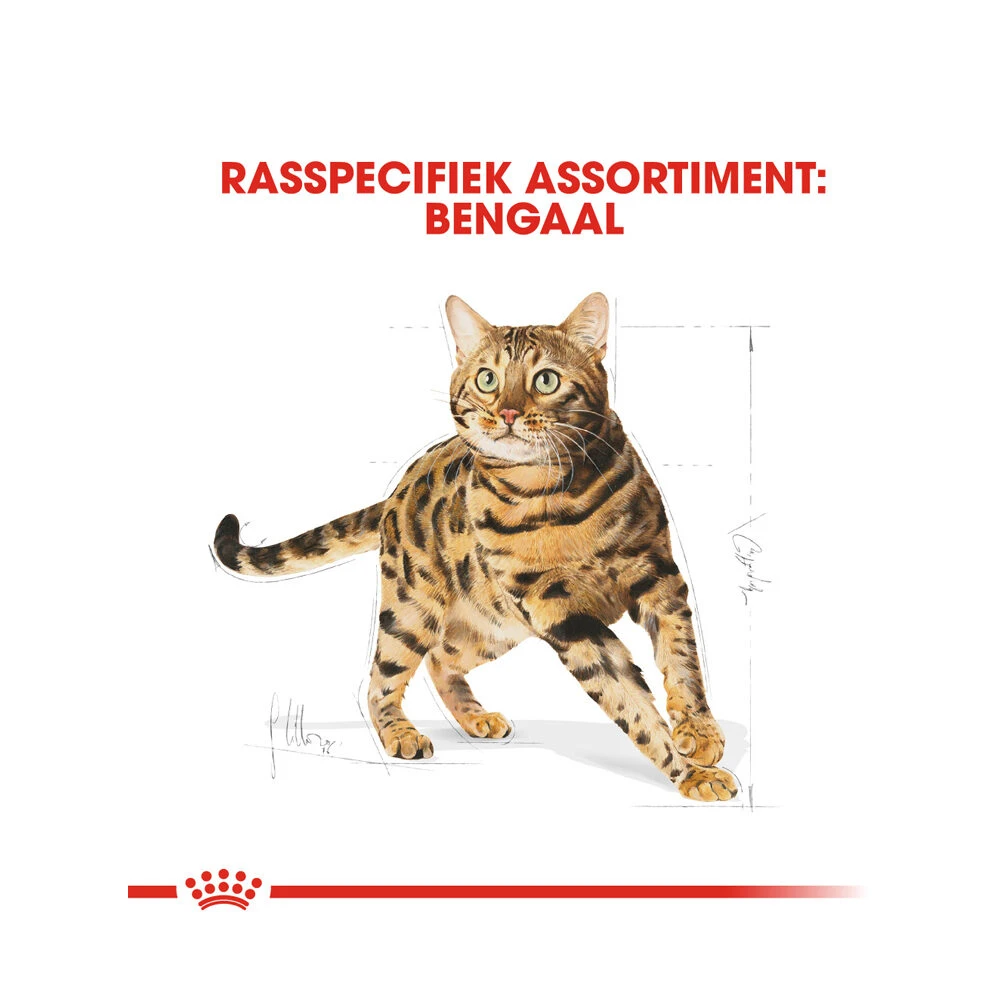 Royal Canin Adult Bengal - Kattenvoer 7 Royal Canin Adult Bengal - Kattenvoer - Afbeelding 5