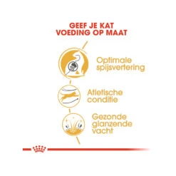 Royal Canin Adult Bengal - Kattenvoer 18 Royal Canin Adult Bengal - Kattenvoer -Katten Honden Benodigdheden Winkel royal canin adult bengal kattenvoer 175531 1000 none