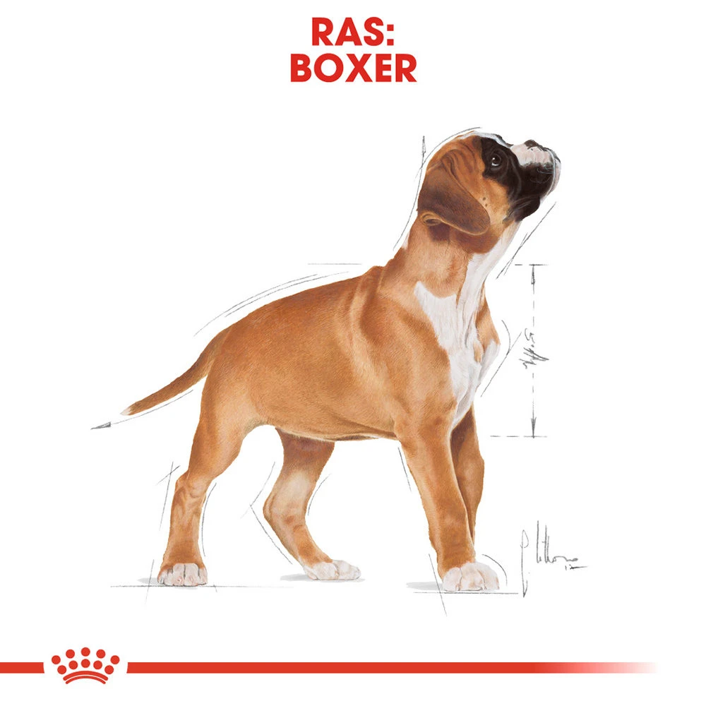 Royal Canin Boxer Puppy - Hondenvoer 8 Royal Canin Boxer Puppy - Hondenvoer - Afbeelding 6