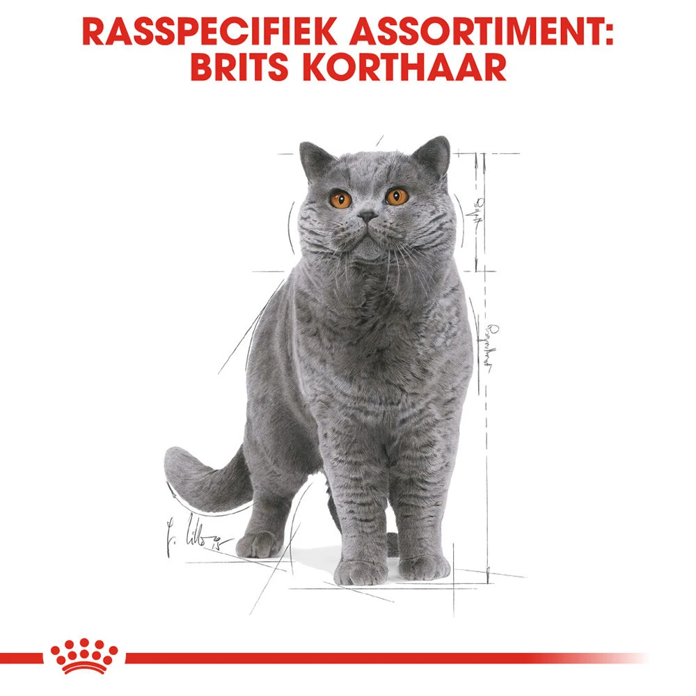 Royal Canin British Shorthair Adult Wet - Kattenvoer - Afbeelding 5