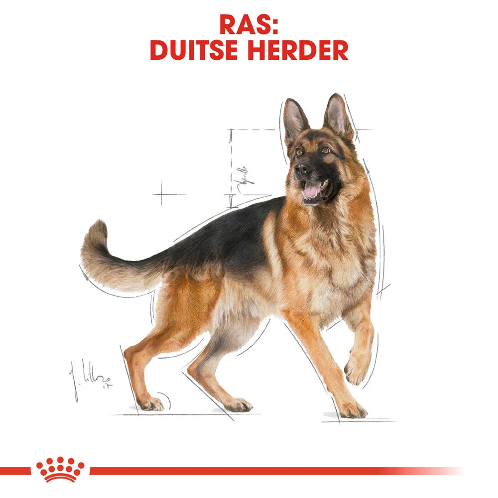 Royal Canin German Shepherd Adult - Hondenvoer 8 Royal Canin German Shepherd Adult - Hondenvoer - Afbeelding 6