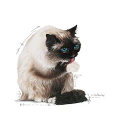 Royal Canin Hairball Care In Jelly - Kattenvoer 9 Royal Canin Hairball Care In Jelly - Kattenvoer -Katten Honden Benodigdheden Winkel royal canin hairball care in jelly kattenvoer 224004 0500 none