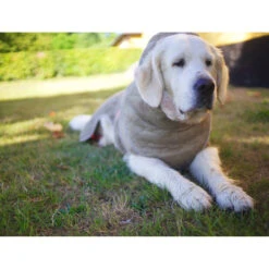 Siccaro WetDog SupremePro 2.0 -Katten Honden Benodigdheden Winkel siccaro wetdog supremepro 20 216998 2000 none