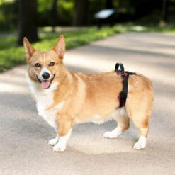 PetSafe Carelift - Draagsysteem Voor De Hond 31 PetSafe Carelift - Draagsysteem Voor De Hond -Katten Honden Benodigdheden Winkel solvit carelift draagsysteem voor de hond 163711 0500 none